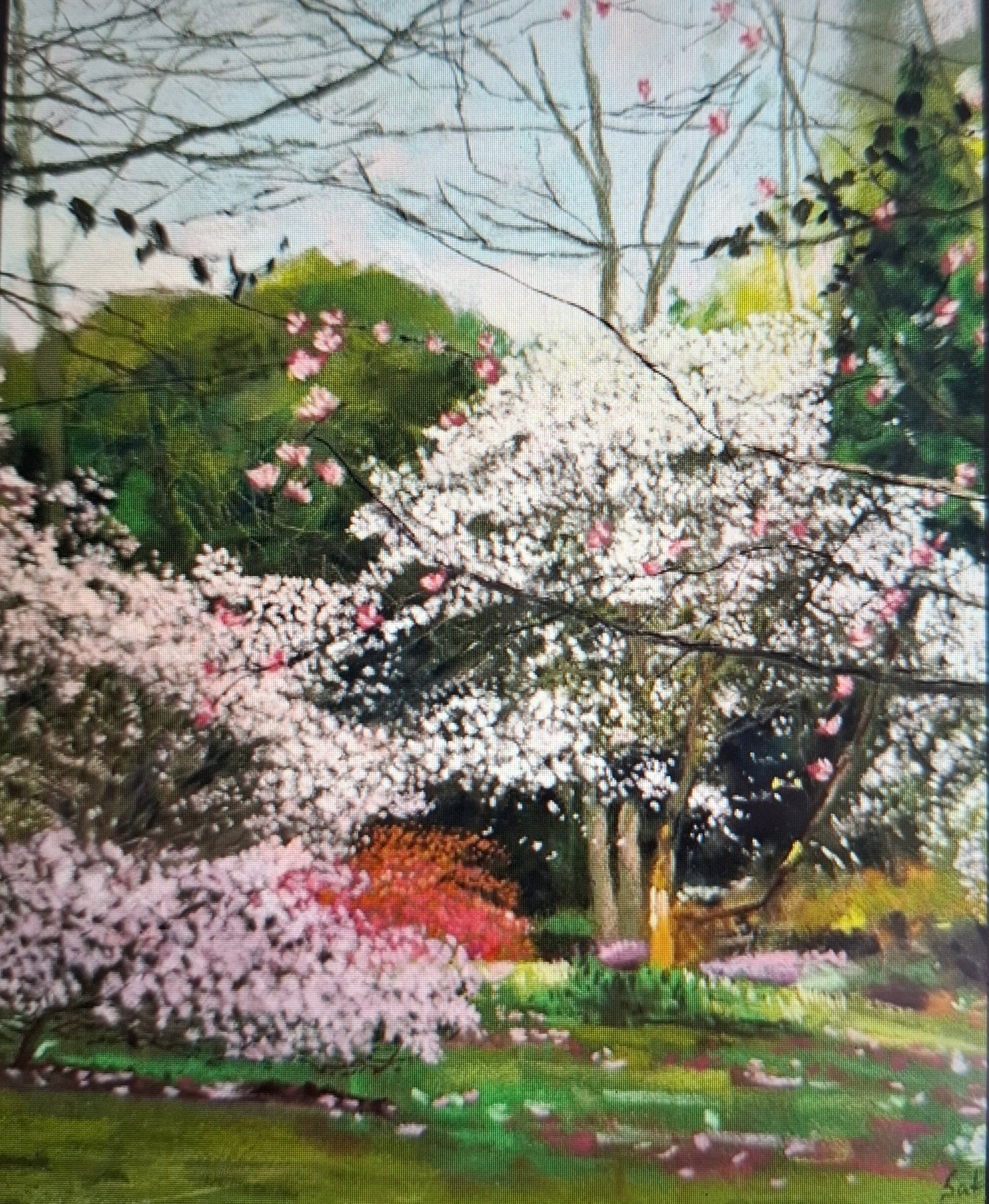 Blossom Bloom ￼