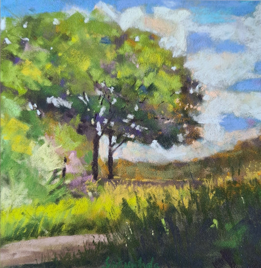 Midday Canopy